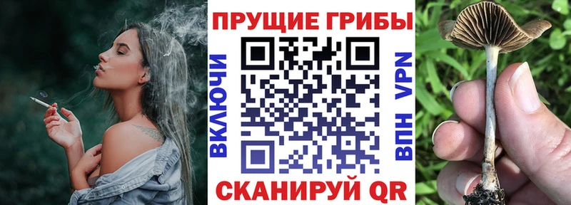 Купить где  Харабали  Галлюциногенные грибы Psilocybe 